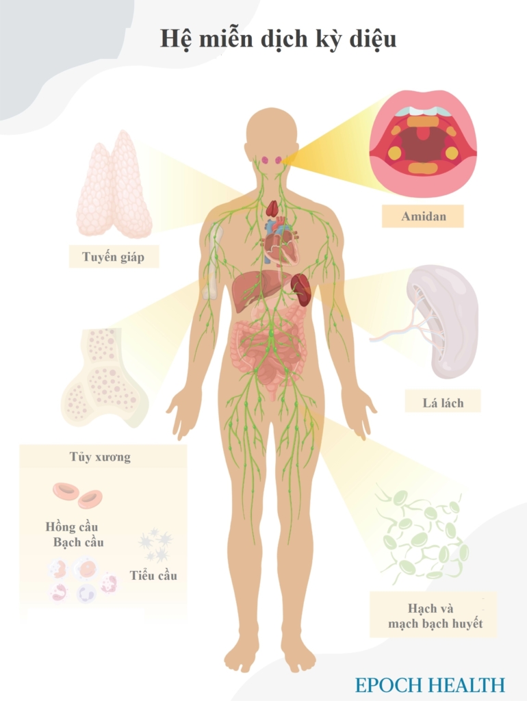 Hệ miễn dịch kỳ diệu. (Ảnh: The Epoch Times)