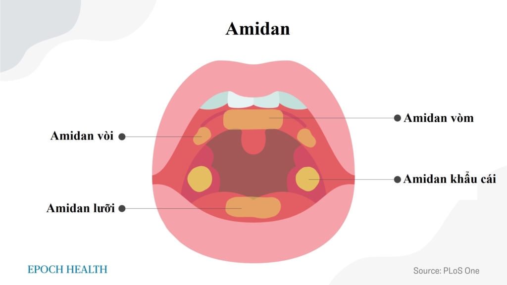 Bốn phần của amidan tạo thành một cấu trúc giống như chiếc nhẫn được gọi là vòng Waldeyer. (Ảnh: The Epoch Times)