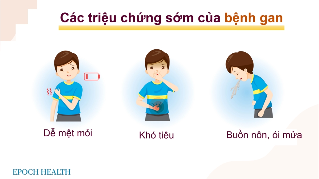 Nhận biết các dấu hiệu về suy gan: Lời khuyên bảo vệ gan vào mùa xuân