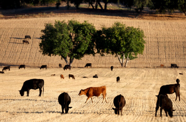 Đàn gia súc gặm cỏ gần Ojai, California, vào ngày 21/06/2022. (Ảnh: Mario Tama/Getty Images)