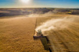Bụi bốc lên từ một máy liên hợp trong quá trình thu hoạch lúa mạch ở Reardan, tiểu bang Washington, vào ngày 26/09/2016. Trong một thập niên, diện tích đất nông nghiệp Hoa Kỳ mà Trung Quốc sở hữu đã tăng hơn 5000%. (Ảnh: Getty Images)