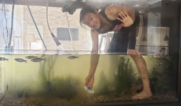 Anh Luke Wang của Vast Aquacaping được nhìn thấy đang bảo trì bể cá nước ngọt 700 gallon của một khách hàng ở vùng Bay Area. (Ảnh: Đăng dưới sự cho phép của anh Luke Wang)