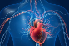 Ảnh minh họa 3d mô tả tim người với các mạch máu. (Ảnh: Shutterstock)