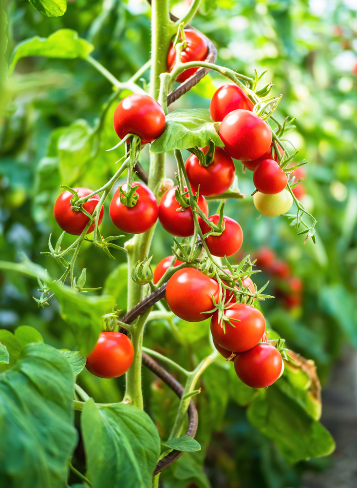 Những hạt giống cà chua là một trong những loại hạt đơn giản nhất và phổ biến nhất để trồng trong nhà. (Ảnh: Digihelion/Shutterstock)