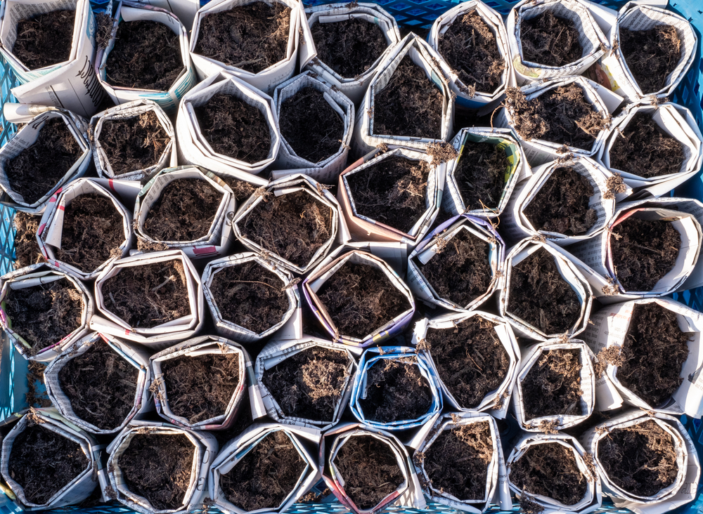 Nếu bạn bắt đầu gieo hạt trong các thùng có thể phân hủy sinh học, thì bạn cũng có thể trồng chúng trong chậu để không làm ảnh hưởng đến các rễ cây. (Ảnh: Lois GoBe/Shutterstock)