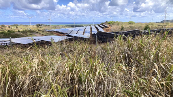 Cối xay gió và pin quang năng ở Kahuku, Hawaii, vào ngày 22/08/2022. (Ảnh: AP Photo/Caleb Jones)