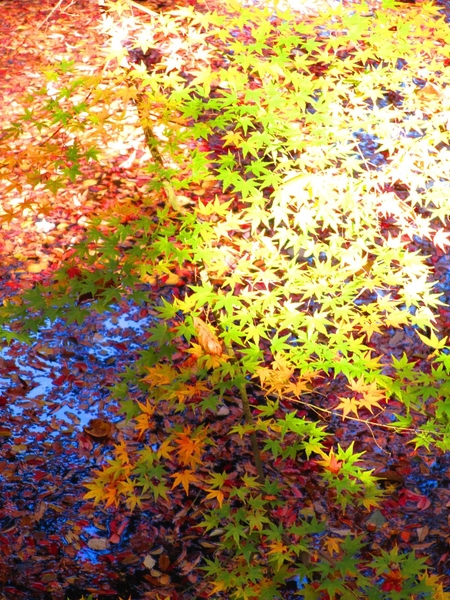 “Vẻ đẹp của tịch (sabi)” chính là vẻ ưu nhã huyền ảo mà sâu sắc tinh tế, thoát tục. Cây phong Kawakami thanh bình và những chiếc lá rụng đầy màu sắc trong Rikugien Gardens, Tokyo. (Dung Nãi Gia / Epoch Times)