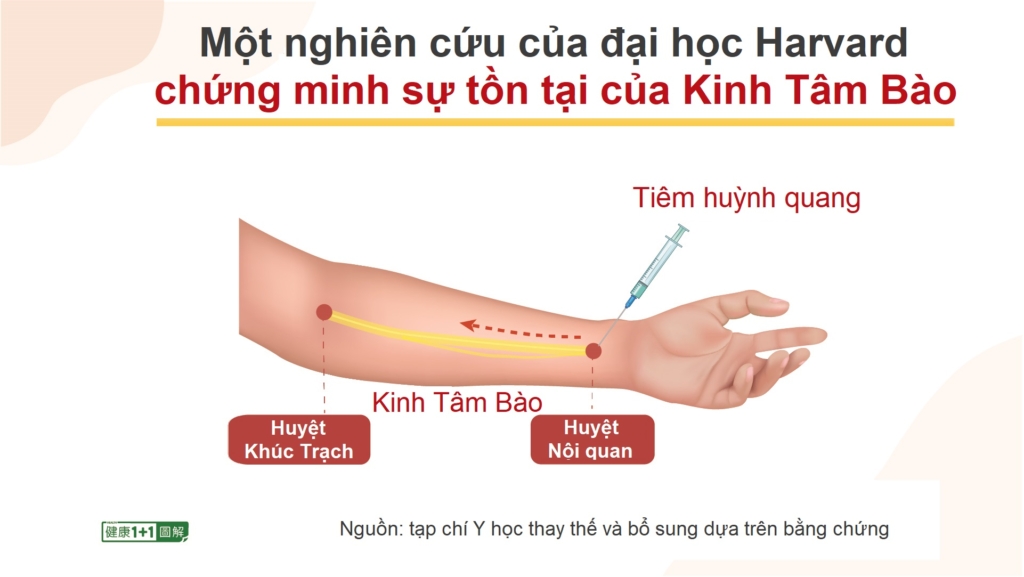 Chỉ mất một tháng để chữa bệnh tim? Nghiên cứu của đại học Harvard xác nhận sự tồn tại của Kinh Tâm Bào