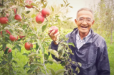 Bắt đầu từ năm 1978, ông Kimura Akinori áp dụng phương pháp trồng táo “không thuốc trừ sâu, không phân bón hóa học” và mất 11 năm mới thu được kết quả. (Ảnh chụp màn hình video “Bí ẩn chưa có lời giải”)
