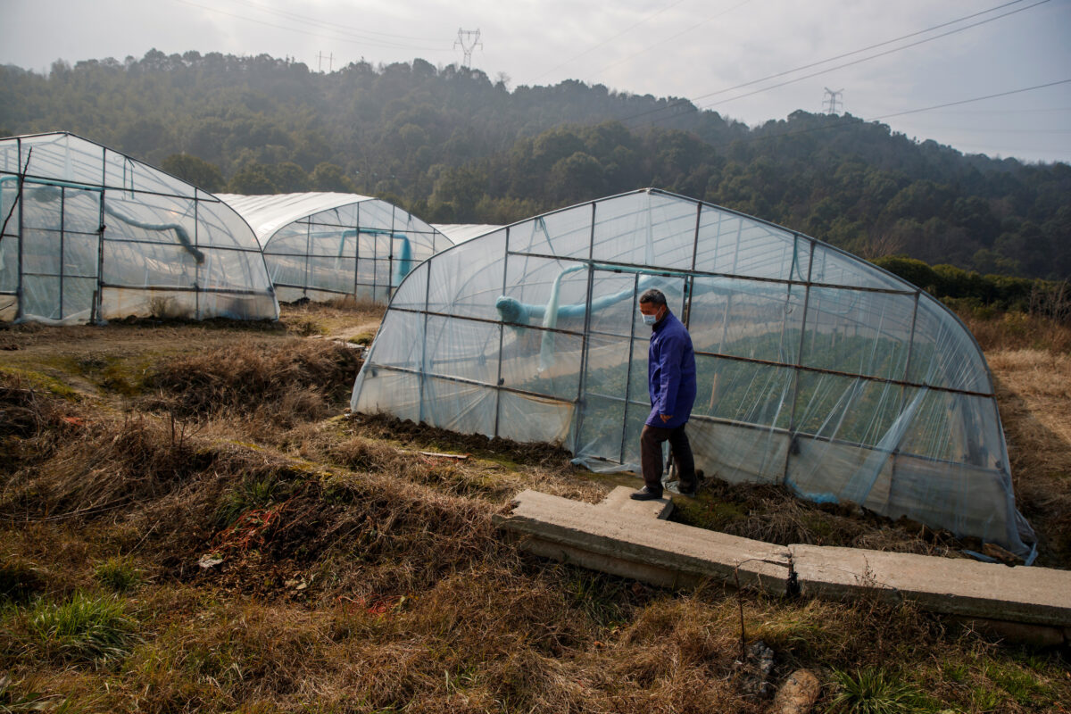 Một nông dân trồng dâu tây đi ngang qua một nhà kính tại trang trại của mình, nơi việc buôn bán bị ảnh hưởng nghiêm trọng do đợt bùng phát virus corona ở Cửu Giang, tỉnh Giang Tây, Trung Quốc, vào ngày 04/02/2020. (Ảnh: Thomas Peter/Reuters)