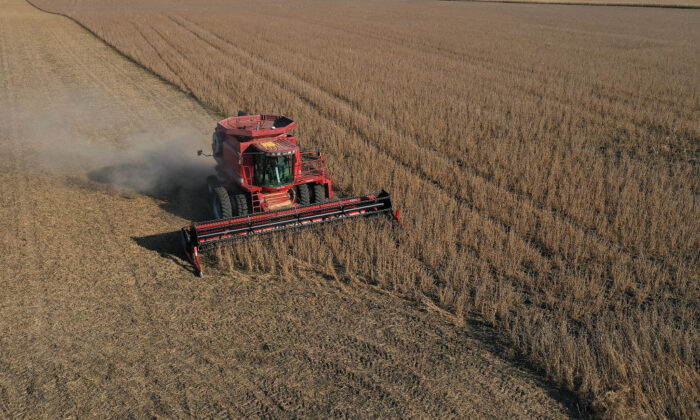 Một bức ảnh chụp từ trên không từ thiết bị bay không người lái cho thấy một chiếc máy gặt liên hợp đang được sử dụng để thu hoạch đậu nành trên một cánh đồng ở Rippey, Iowa, vào ngày 14/10/2019. (Ảnh: Joe Raedle/Getty Images)