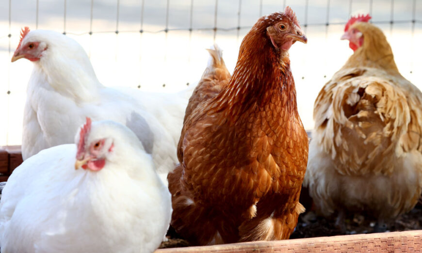 Chính phủ TT Biden chuyển sang điều chỉnh vi khuẩn Salmonella trong thịt gà sống tẩm bột, ngành công nghiệp biểu thị ‘mối lo ngại trầm trọng’