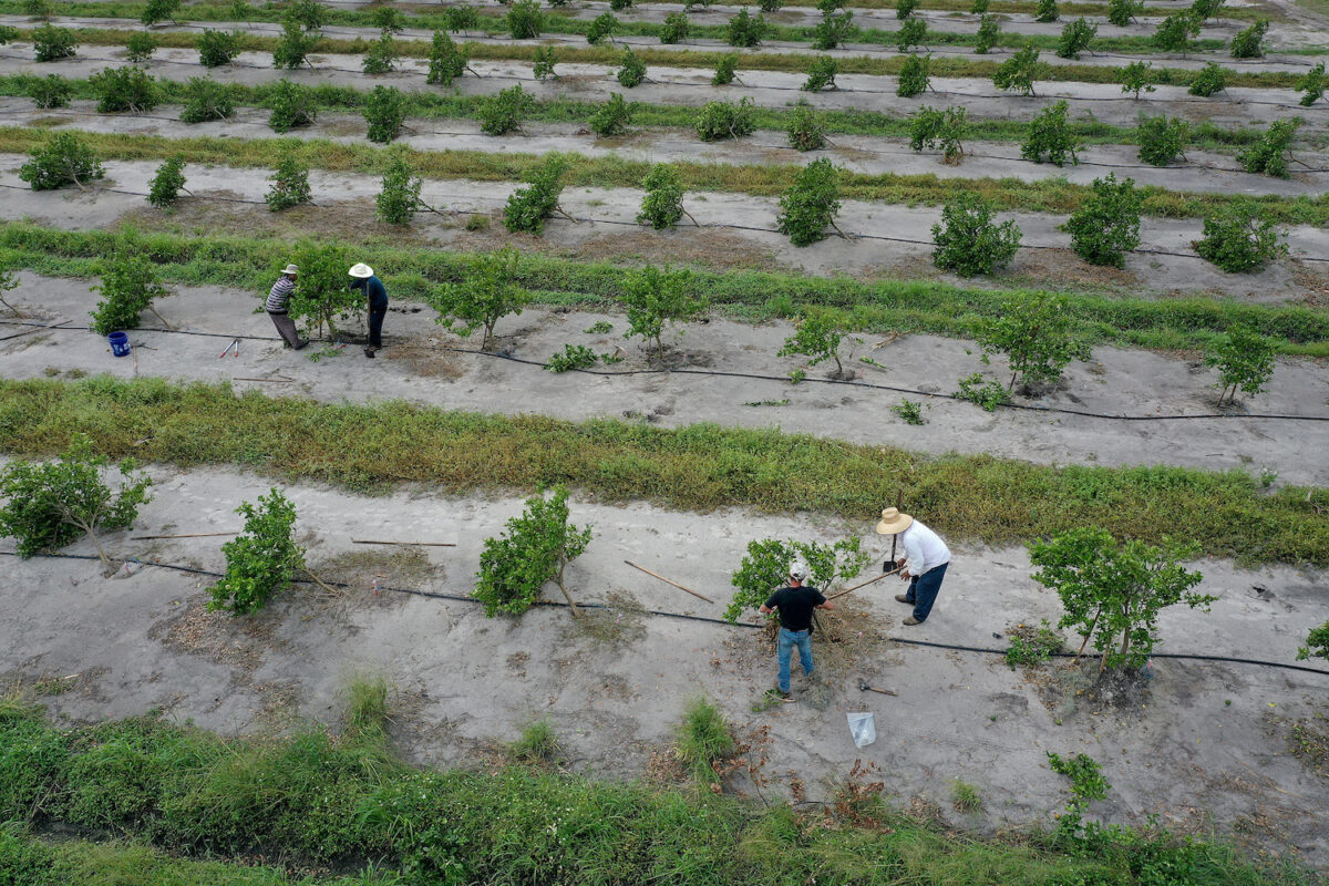 Các công nhân cố gắng dùng cọc chống đỡ những cây cam mới mọc trong một vườn cam ở Arcadia, Florida, vào ngày 20/10/2022, sau cơn bão Ian. (Ảnh: Joe Raedle/Getty)