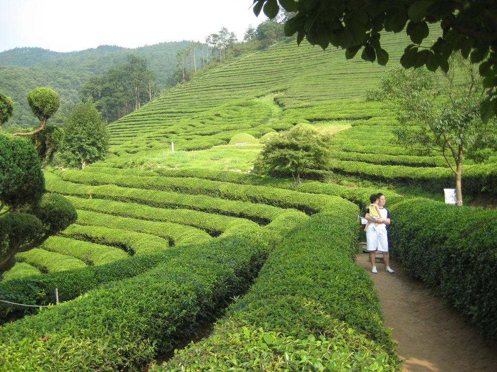Matcha và trà xanh có nguồn gốc từ cây trà. Cánh đồng trà xanh ở Boseong, Hàn Quốc. (Ảnh: Wikimedia Commons)