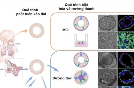 Chi tiết về Omicron BA.5: Mô hình mới tiết lộ nguyên nhân chính dẫn đến tỷ lệ lây nhiễm cao