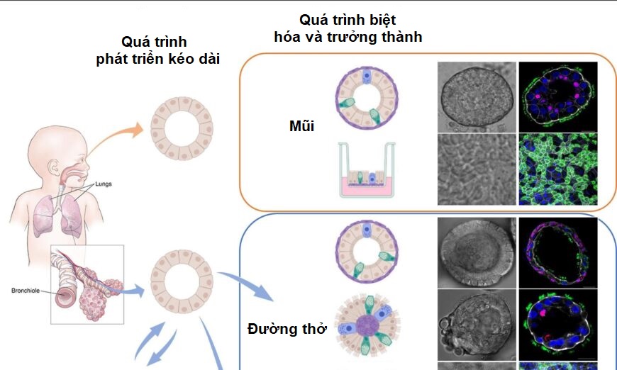 Chi tiết về Omicron BA.5: Mô hình mới tiết lộ nguyên nhân chính dẫn đến tỷ lệ lây nhiễm cao