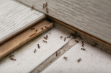 Kiến không mời mà tới? Dùng cách này có thể nhẹ nhàng đuổi chúng đi. (Ảnh: Shutterstock）