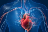 Ảnh 3D minh họa tim và mạch máu. (Ảnh: Shutterstock)