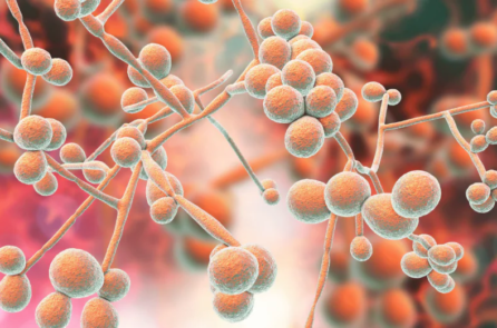 Nhiễm nấm giết chết hàng triệu người, nhưng có rất ít phương pháp điều trị hiệu quả