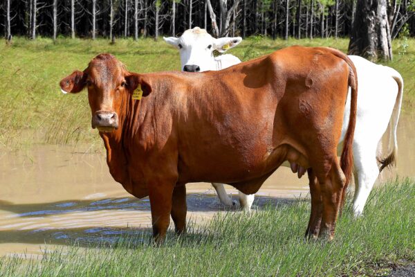 Gia súc ở Lismore, tiểu bang New South Wales, Úc, ngày 01/03/2022. (Ảnh: Saeed Khan/AFP qua Getty Images)