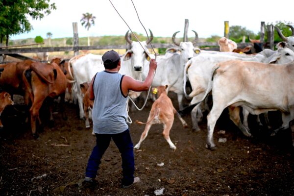 Một người dân địa phương dồn gia súc để lấy máu cho các nghiên cứu phòng chống bệnh lây truyền từ động vật sang người tại một trang trại trong khu vực El Corral ở Tzucacab, tiểu bang Yucatan, Mexico hôm 29/03/2023. (Ảnh: Pedro Pardo/AFP qua Getty Images)
