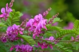Indirubin là một sản phẩm tự nhiên có trong cây chàm và là thành phần hoạt chất của Trung y Dang Gui Long Hui Wan, được sử dụng để điều trị các bệnh kinh niên. Trong ảnh, một cây chàm Himalaya nở hoa. (Ảnh: Tom Meaker/Shutterstock)