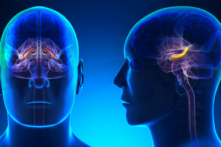Hồi hải mã (Hippocampus) của não là một phần của hệ viền (limbic system) đóng vai trò quan trọng trong trí nhớ ngắn hạn, trí nhớ dài hạn, trí nhớ không gian giúp định hướng, và hành vi cảm xúc. (Ảnh: decade3d - anatomical online/Shutterstock)