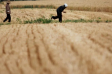 Nông dân mót lúa mì trên một cánh đồng ở Hoài Bắc, tỉnh An Huy, Trung Quốc, vào ngày 29/05/2011. (Ảnh: VCG/VCG qua Getty Images)
