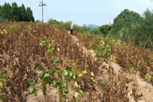 Hôm 14/05/2023, nhiều nông dân ở huyện Tây Sung, thành phố Nam Sung, tỉnh Tứ Xuyên đã đệ đơn khiếu nại lên chính quyền huyện về việc mất trắng vụ mùa đậu nành năm 2022 sau khi sử dụng hạt giống mà chính quyền địa phương cung cấp. (Ảnh: Đăng dưới sự cho phép của ông Vương)