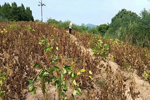 Nông dân Tứ Xuyên chịu cảnh mất mùa vì dùng hạt giống đậu nành của chính quyền