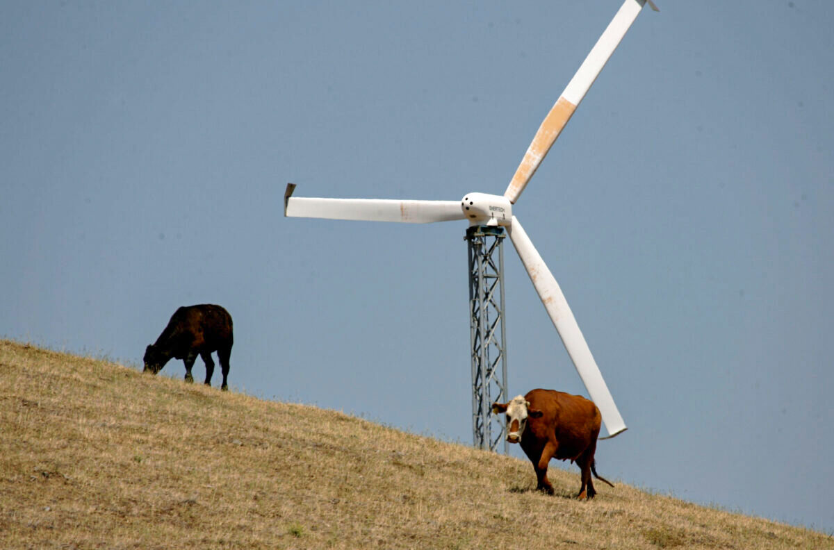 Đàn bò gặm cỏ gần một tuabin gió ở Livermore, California, vào ngày 16/05/2007. (Ảnh: Justin Sullivan/Getty Images)