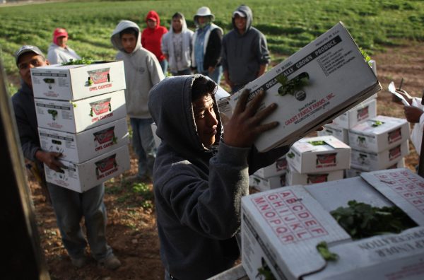 Những người làm công nhập cư gốc Mexico xếp những hộp ngò hữu cơ trong vụ thu hoạch mùa thu tại Trang trại Gia đình Grant vào ngày 11/10/2011 ở Wellington, Colorado. (Ảnh: John Moore/Getty Images)