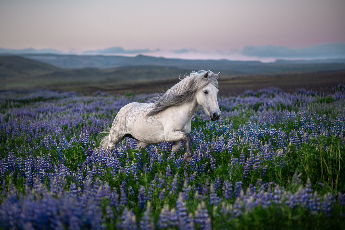 Cô ngựa Héla giữa một cánh đồng tuyệt đẹp. (Ảnh: Đăng dưới sự cho phép của nhiếp ảnh gia Petra Marita)