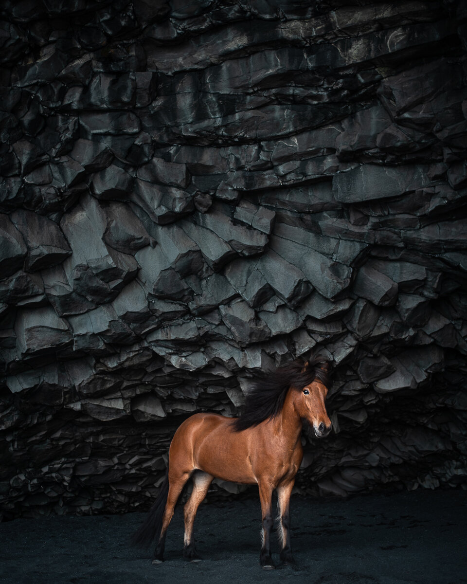 Một chú ngựa ở bãi biển cát đen của Reynisfjara với những cấu trúc đá hùng vĩ ở hậu cảnh. (Ảnh: Đăng dưới sự cho phép của nhiếp ảnh gia Petra Marita)