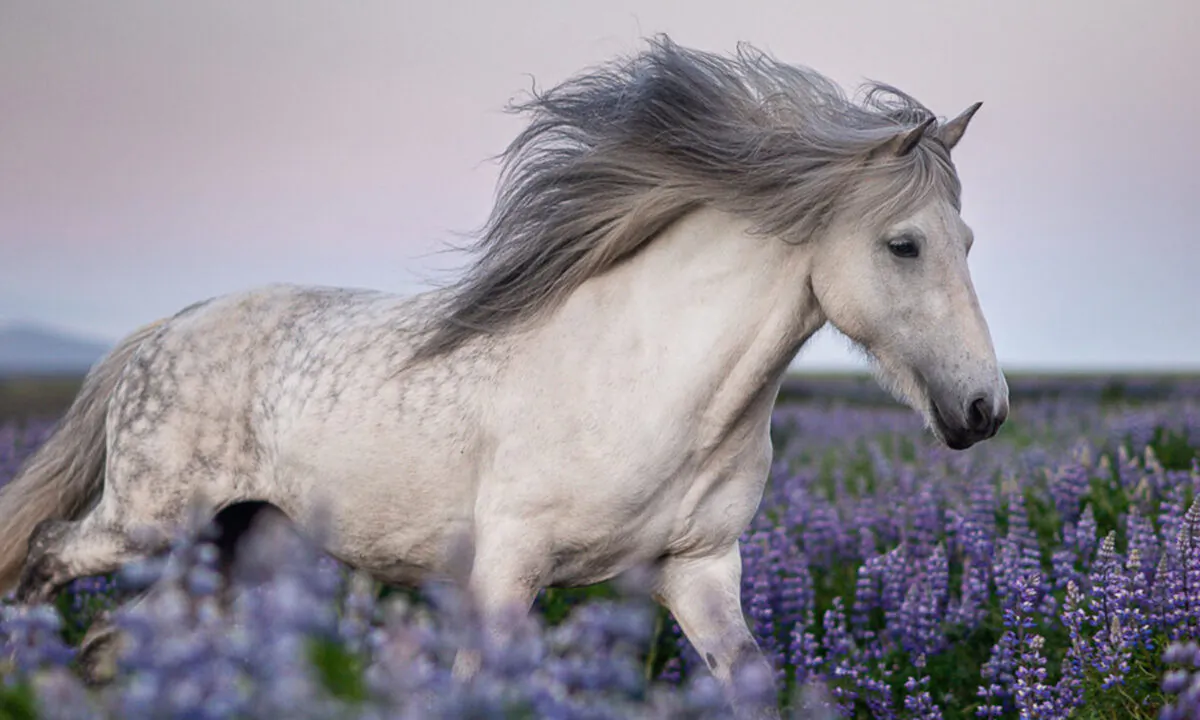 Những bức ảnh đầy mê hoặc về những chú ngựa Iceland trong khung cảnh tuyệt đẹp
