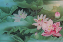 Tranh vẽ Hoa sen tinh khiết.（Ảnh: Minghui.org）