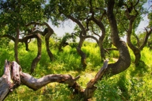Những cây bạch dương uốn cong tự nhiên ở Saskatchewan, Canada. (Ảnh: Shutterstock)