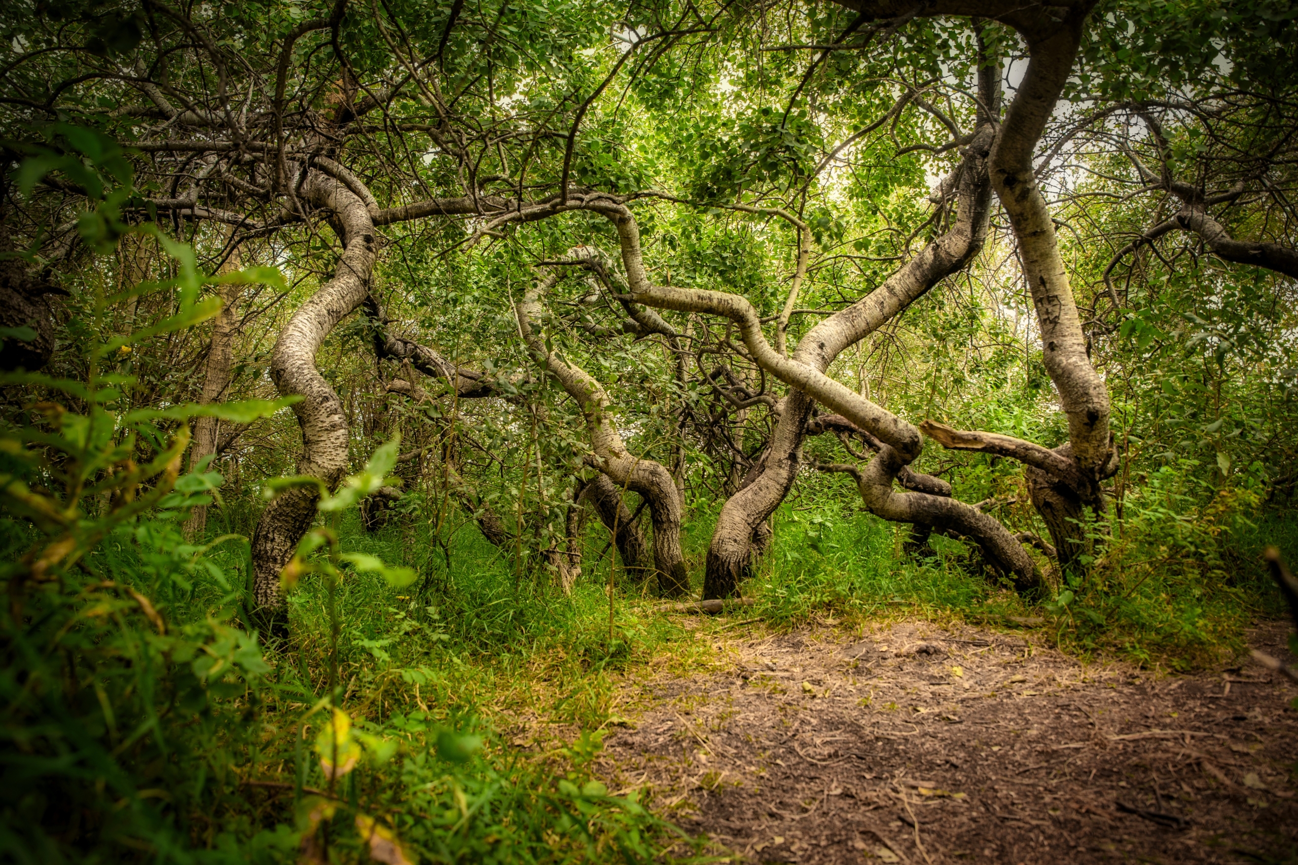 Những cây bạch dương mọc quanh co. (Ảnh: Shutterstock)