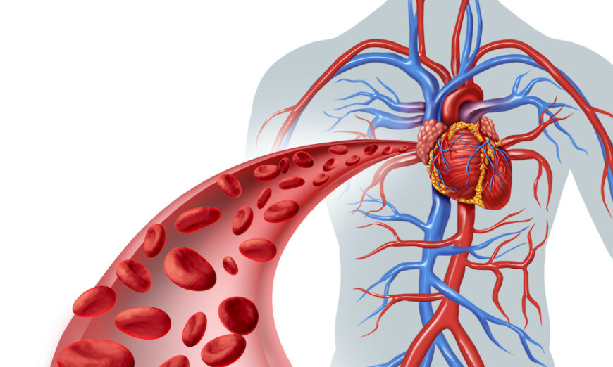 Một số nhà nghiên cứu nói rằng khi cơ thể giảm sản xuất nitric oxide , thì bệnh tim mạch có thể bắt đầu xuất hiện. (Ảnh: Lightspring/Shutterstock)