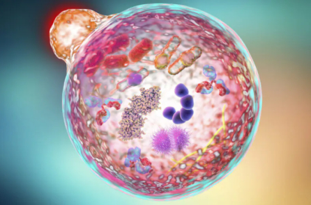 Nhịn ăn: Liệu pháp tiềm năng cho tổn thương do protein gai, bệnh Alzheimer và ung thư