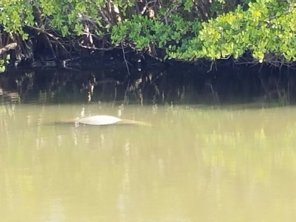 Một con heo biển sinh con ở Đầm phá sông Ấn gần Bãi biển Jensen, Florida, hồi tháng 01/2018. (Ảnh: Dan M. Berger/The Epoch Times)