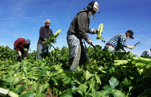 Những người làm công gốc Mexico thu hoạch cần tây trên một cánh đồng ở Thung lũng Imperial, California, vào ngày 31/01/2017. (Ảnh: Sandy Huffaker/AFP qua Getty Images)
