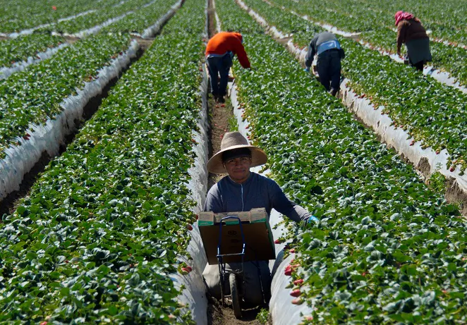Các công nhân nhập cư thu hoạch dâu tây tại một trang trại gần Oxnard, California (Ảnh: Joe Klamar/AFP qua Getty Images)