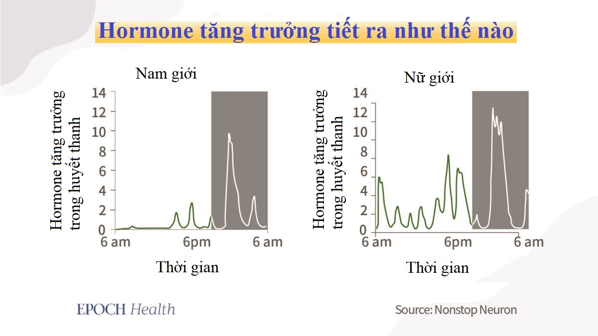 Hệ miễn dịch trở nên mạnh mẽ hơn trong khi chúng ta ngủ như thế nào?