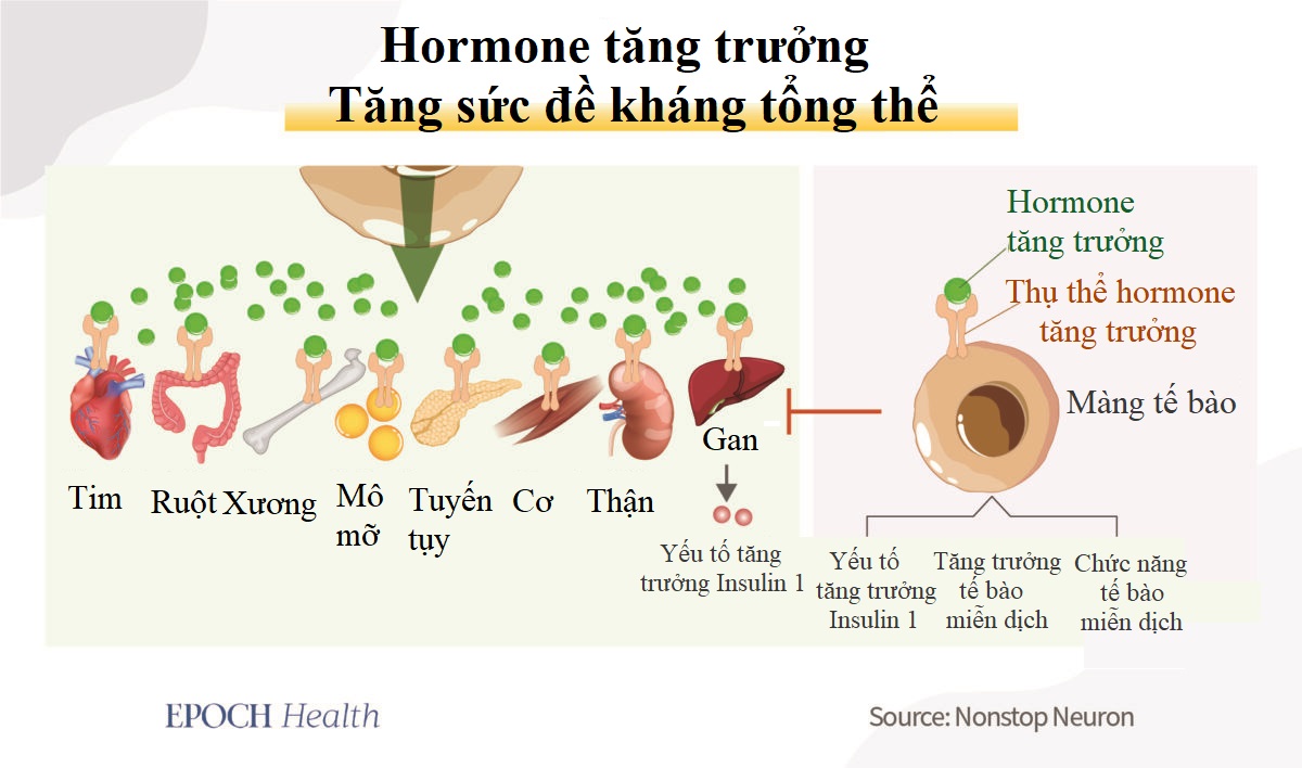 Hệ miễn dịch trở nên mạnh mẽ hơn trong khi chúng ta ngủ như thế nào?