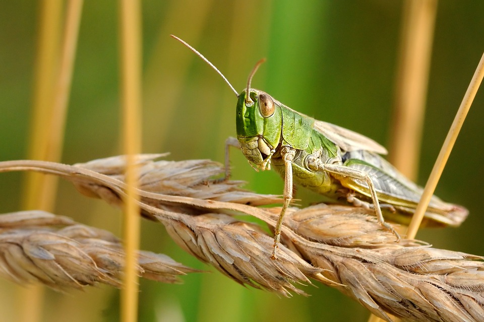 Châu chấu. (Ảnh: Pixabay)