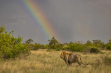 Nhiếp ảnh gia Kevin Dooley, 60 tuổi, đến từ Albuquerque, New Mexico, chụp được hình một con sư tử trong khu bảo tồn động vật hoang dã Madikwe ở Nam Phi. (Ảnh: Kevin Dooley/Idube Photo Safaris)