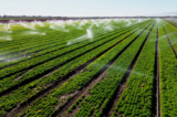 Một cánh đồng rau xà lách đang được tưới nước ở Holtville, California, hôm 09/02/2023. (Ảnh: Sandy Huffaker/AFP qua Getty Images)