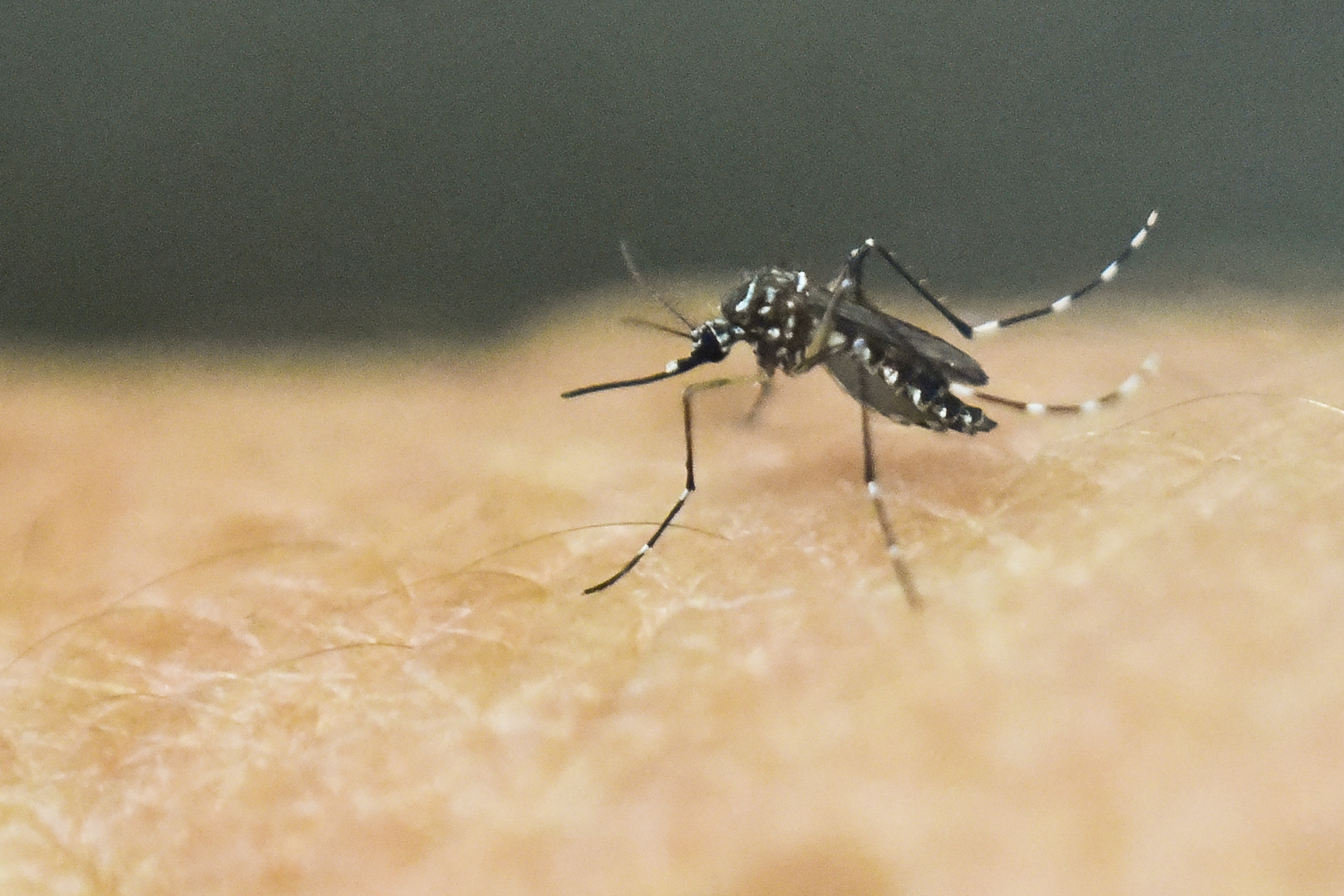 Một con muỗi Aedes aegypti trên da người trong phòng thí nghiệm của Trung tâm Đào tạo Nghiên cứu Y tế và Đào tạo Quốc tế ở Cali, Colombia, ngày 25/01/2016. (Ảnh: Luis Robayo/AFP/Getty Images)