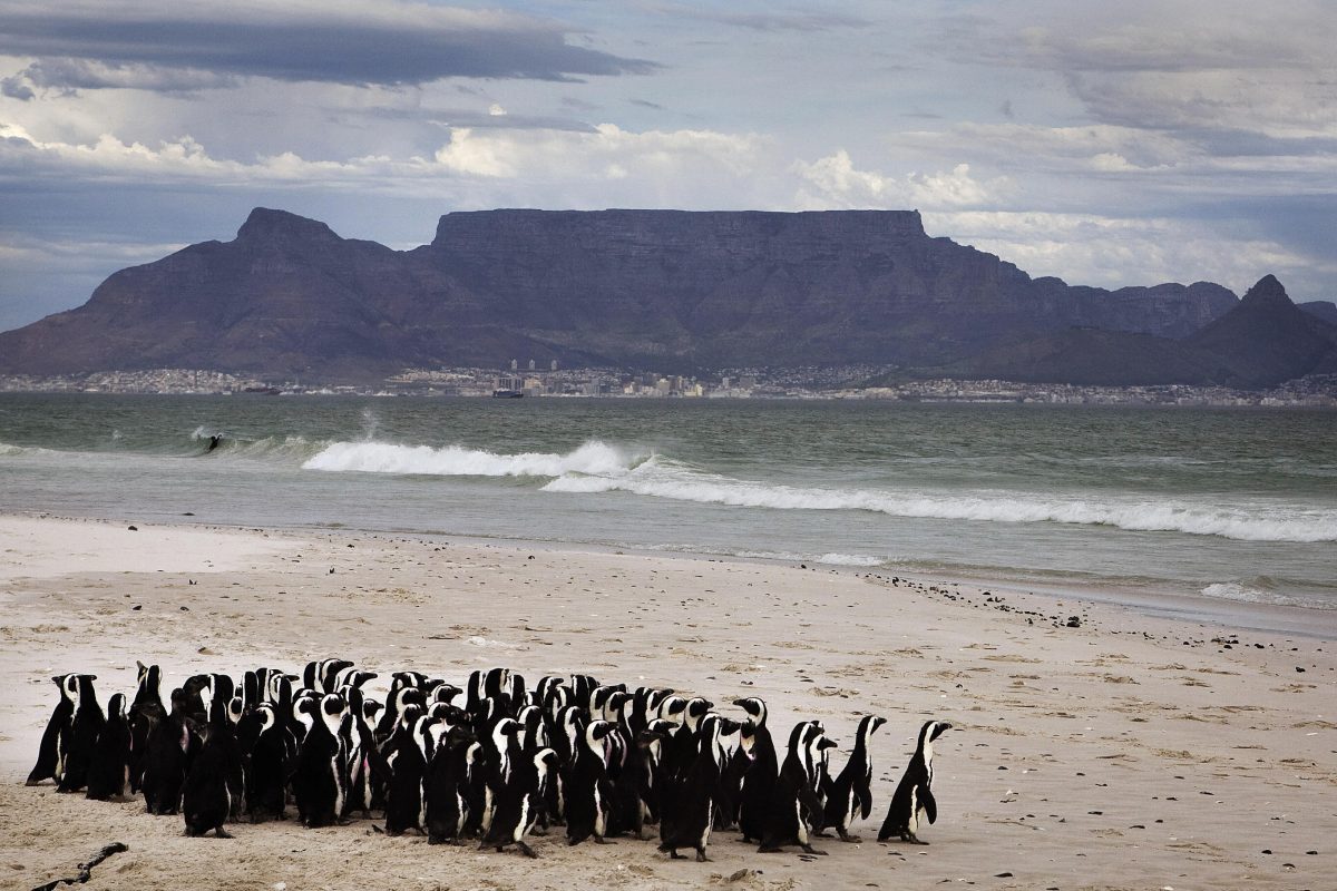 Chim cánh cụt đi về phía biển sau khi được thả trên một bãi biển ở ngoại ô Cape Town, Nam Phi, vào ngày 21/05/2009. Tổ chức Bảo tồn các loài chim vùng duyên hải Nam Phi đã thả 84 con chim cánh cụt Phi Châu trở lại tự nhiên sau khi chúng được điều trị vì bị nhiễm dầu ở Namibia. (Ảnh: Gianluigi Guercia/AFP/Getty Images)